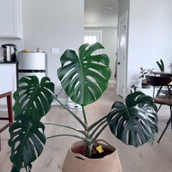 Beautiful Monstera Plant