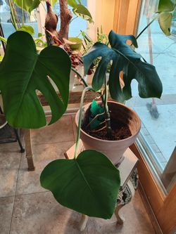 Monstera Deliciosa
