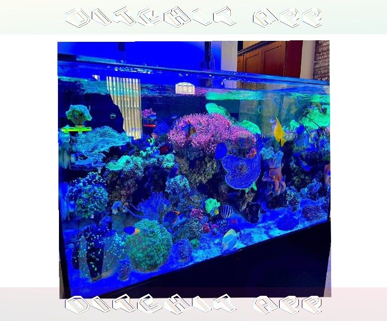 eat imagine Premium-Grade Aquarium Setup - Top-Level Quality Choice