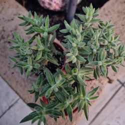 Cat's Tongue succulent, Crassula mesembryanthemoides, 2" pot