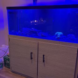 Saltwater Fishtank 