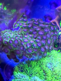 Purple Monster Zoa Fake Coral