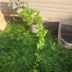 Raspberry plant in pot