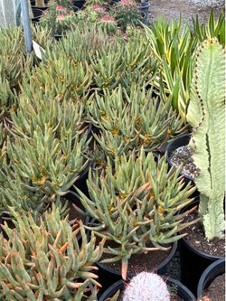 Ramosissima aloe in 5 gallon pots $90 each