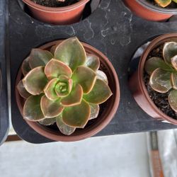 Plants for Sale! (Echeveria Melaco)
