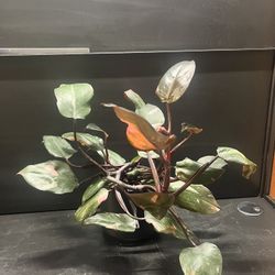 Plant - Philodendron Pink Princess