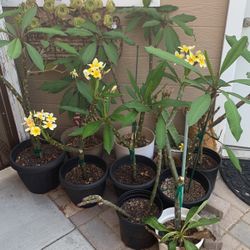 Plumeria