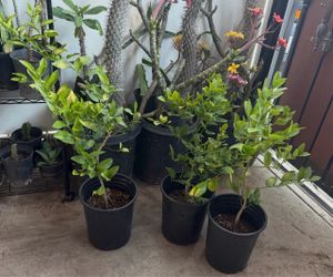 Mexican lemon