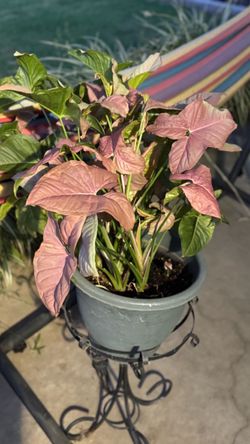 Pink Arrowhead Plant-Tulare
