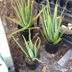 Plant _ aloe _ Sabilas _ Big - $10..00 _ 22.00