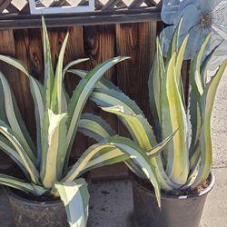 Agave Americana Blue- White "Medio Picta"