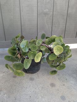 Plant - Pilea Chinese money plant