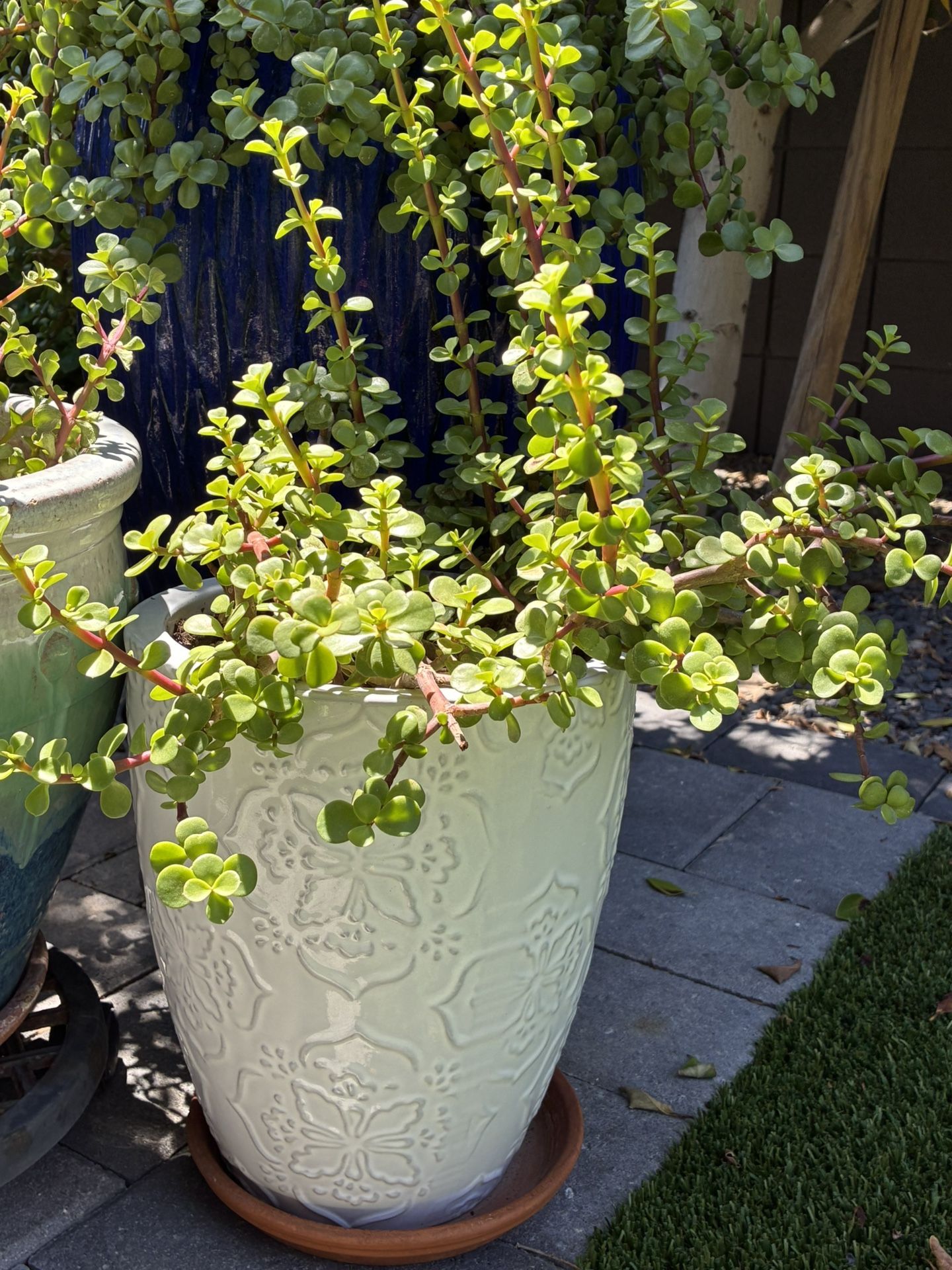 Elephant Plant+ Pot