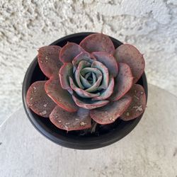 4 Inch Pot Succulent Plant - Rare Echeveria Suyon- Rooted & Established - Drought Resistant - 🪴