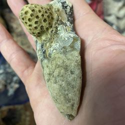 Megladon shark tooth with coral growth  millions of years old!