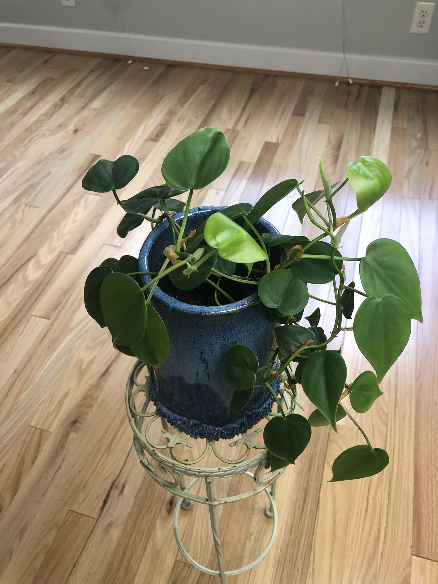 Philodendron House Plant In a beautiful ceramic pot