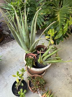 Suculentas
