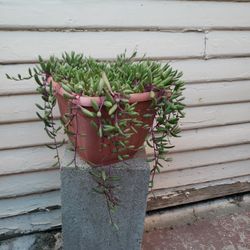 String  of Ruby