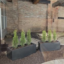 Planter Boxes And Plants