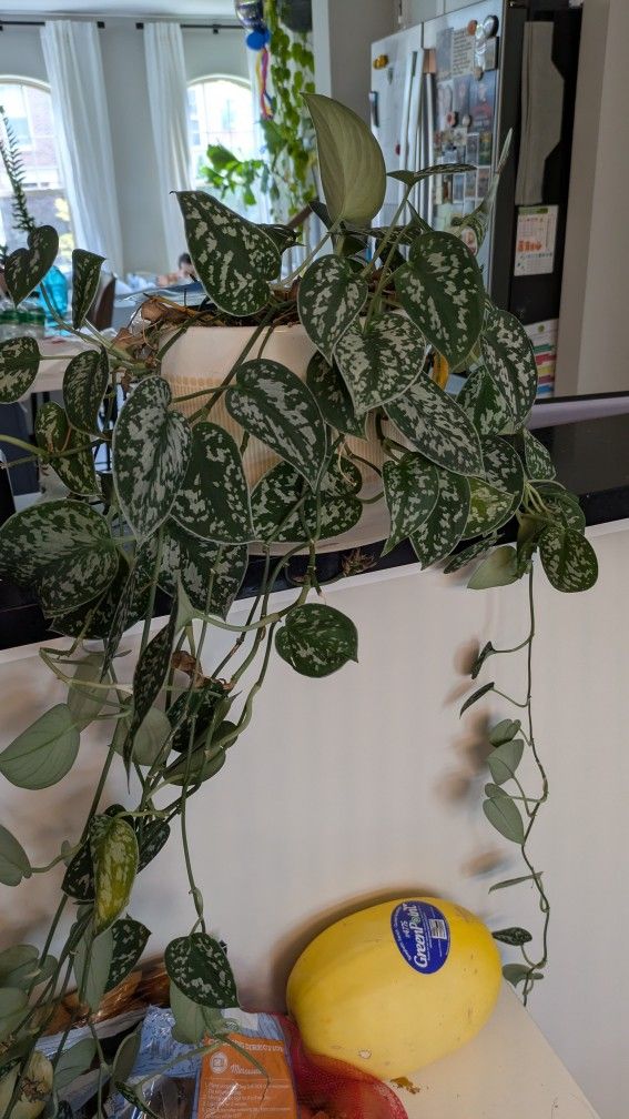 5+ feet Silver Satin Pothos Plant + Pot