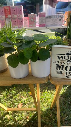 Fake plants
