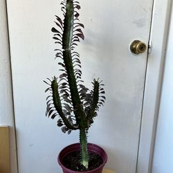 Euphorbia cactus
