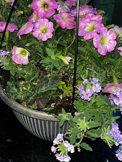 Annual flowers