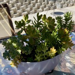 Mixed Succulents Arrangement 