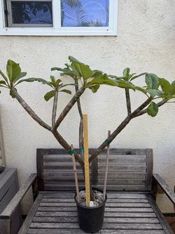 FS: Plumeria - 'San Miguel'