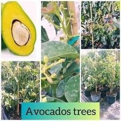 Donnie Avocado Grafted Trees 3gal Arboles De Aguacate Injertados Donnie 