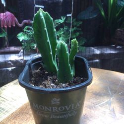 MÉDIUM CACTUS 🌵 PLANT, NEW 4” POT