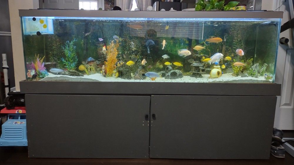 125 Gallon Fish Tank And Stand 