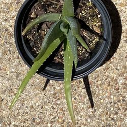 Aloe Vera Plant