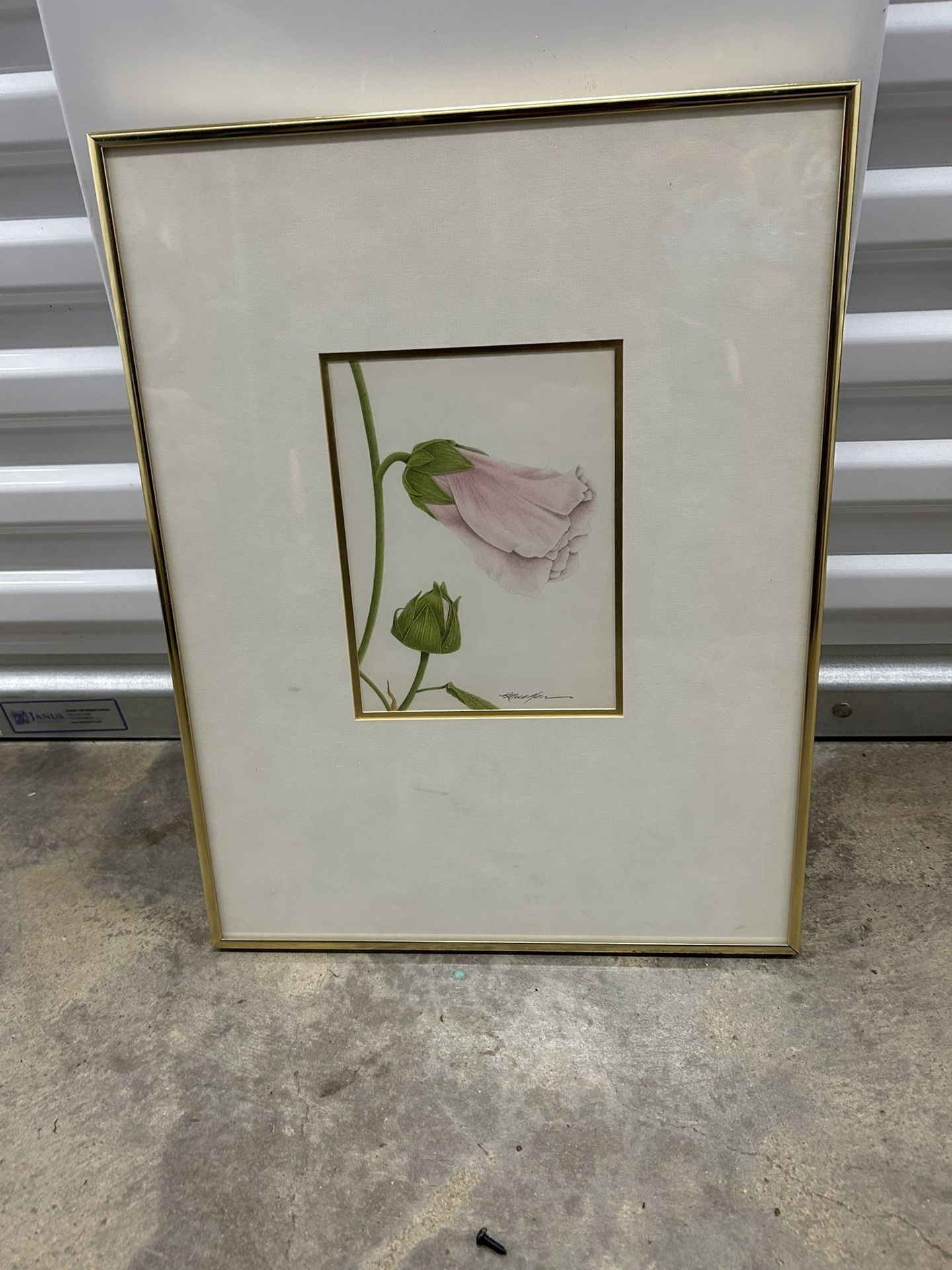 framed art print of Turbinate Bell-Flower