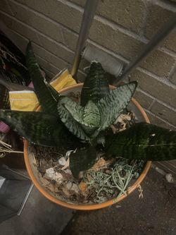 Lengua De Suegra O Espada 🗡️ De Rey 👑Con Maceta Artecenal