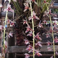 RARE Cymbidium Aloifolium Orchid Flower Plant