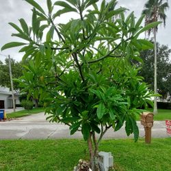 Large Mature Multi Plant Plumeria 