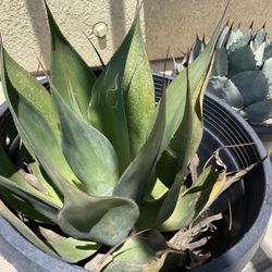 Succulent Plant. 