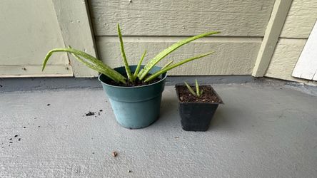 Aloe Vera- organic home grown