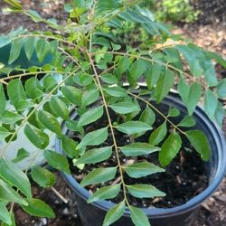 Curry Leaves Plant- Moving Sale Lots Of Healthy Plants