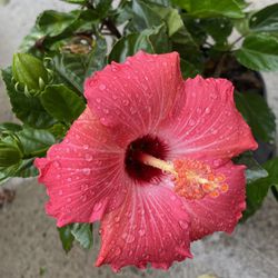 Large Hibiscus Plant