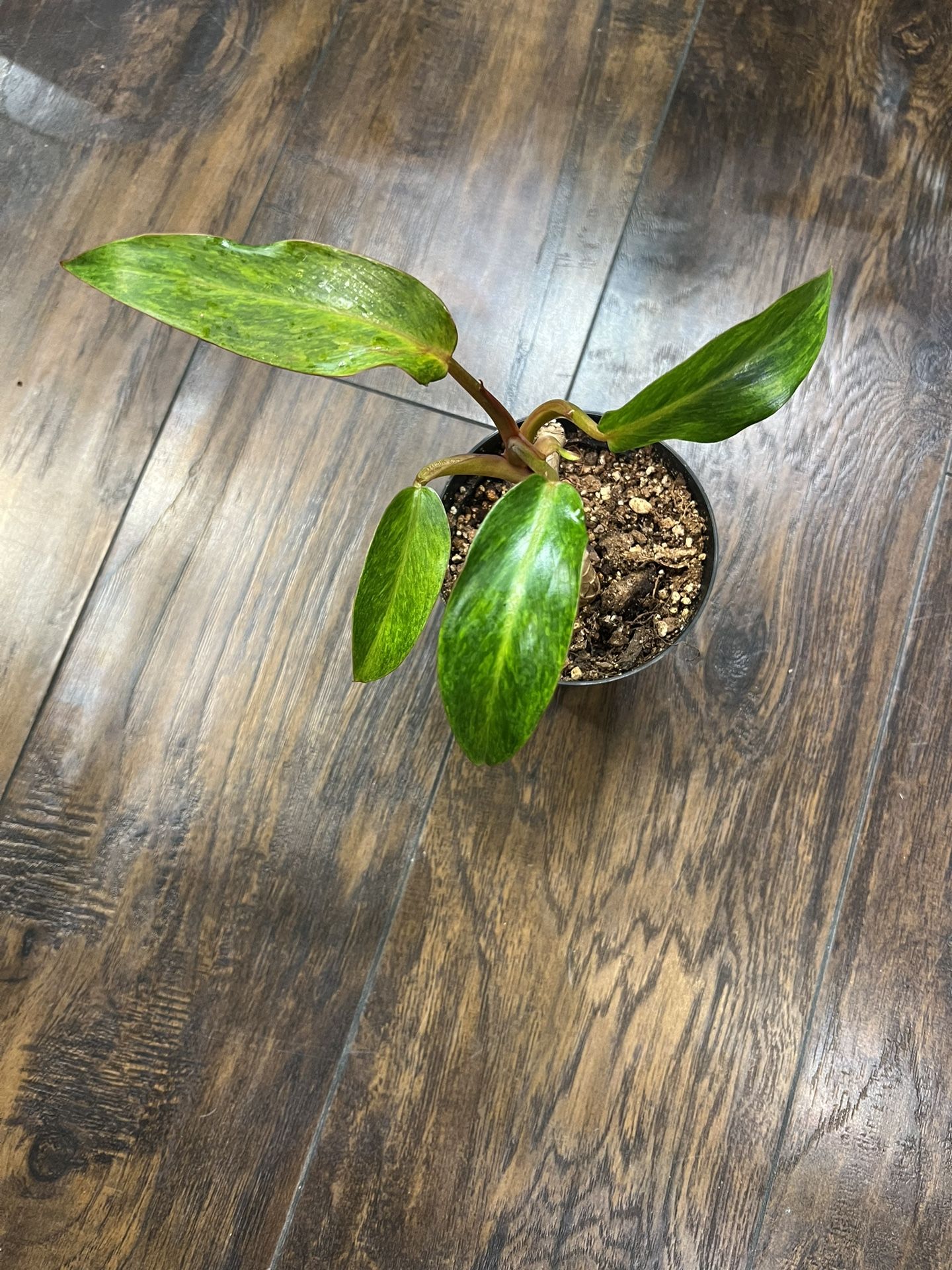 Philodendron Painted Lady Plant