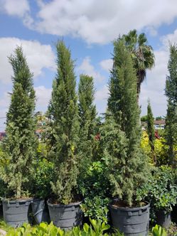 Italian Cypress $250