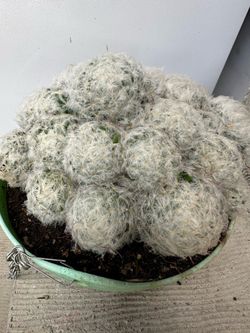 Cactus bolas de nieve