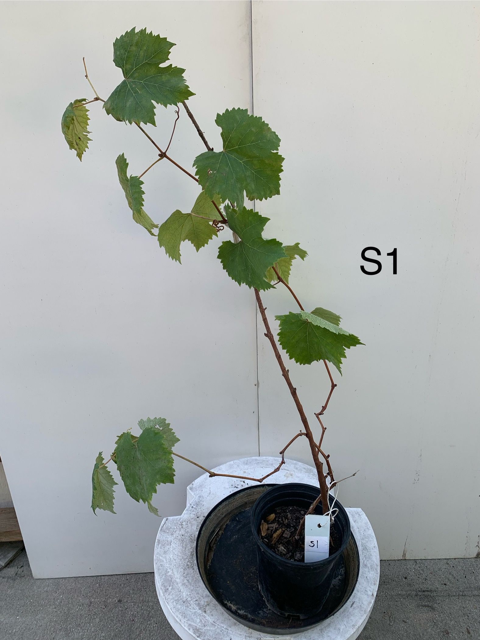 S1- Kyoho Grapes Plant