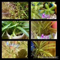 Plants View Photos With Prices