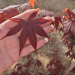 Jappaneese Maple Trees Different Types
