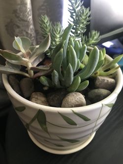 Desert plants in ceramic pot