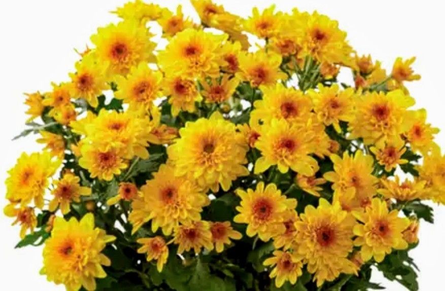 Yellow Chrysanthemum Plant - Mums