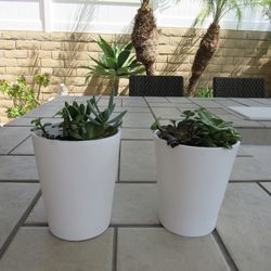 Pair Of White Ceramic Pots With Succulents